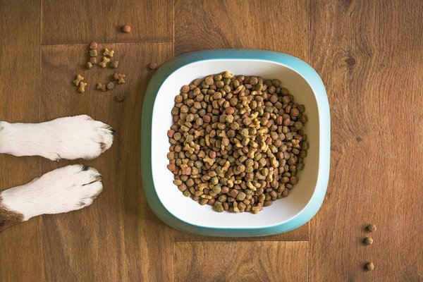 Croquettes pour chien premium : la qualité au service de votre chien
